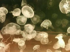 -左海海底世界