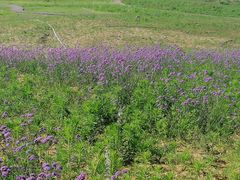 -羊亭河湿地公园