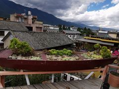 -喵屿·大理花园猫咖