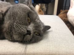 -逗柴咖啡屋·狗咖猫咖宠物桌游