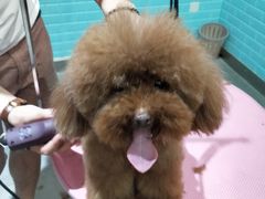 -百好乐宠物友好餐厅(朝外大街店)