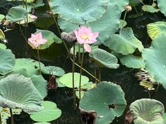 -荔湾湖公园
