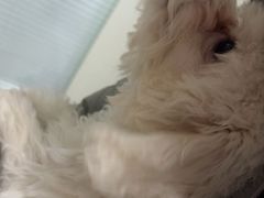 -瑞派福兴宠物医院犬猫全科·骨科·中西医结合(河东店)