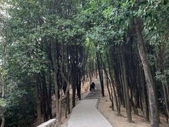 -火炉山森林公园