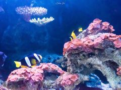 -暹罗海洋世界