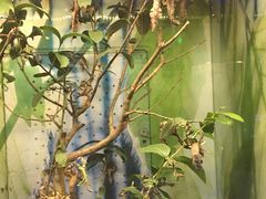 -上海大自然野生昆虫馆(东方明珠·爬宠昆虫探索中心)