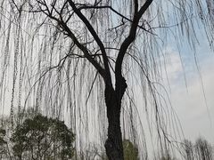 -金银湖国家城市湿地公园
