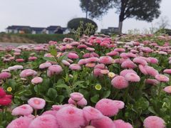 -花博汇(知音花月夜)