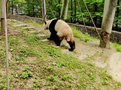 -都江堰中华大熊猫苑