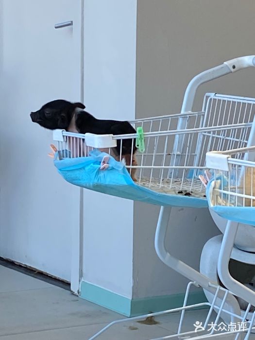 怪兽屋·羊驼·猫咖·狗咖(俊华广场店)图片