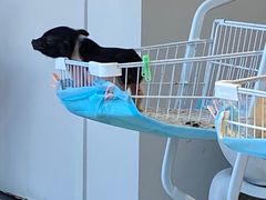 -怪兽屋·羊驼·猫咖·狗咖(俊华广场店)