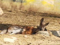 -沈阳森林动物园