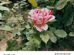 -莲池书院博物馆