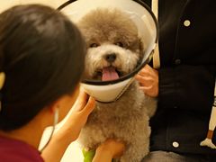 -美联众合动物医院·24h转诊中心