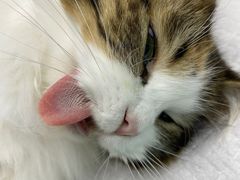 -瑞派康怡24h宠物医院·犬猫医疗中心·微创绝育(瑞景分院)