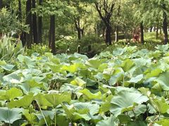 -陈家山荷花公园