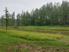 -黄海国家森林公园