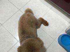 -友嘉宠物(昊元生活广场店)