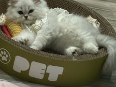 -宠颐生汉谟拉比宠物医院