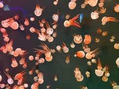 -石家庄极地海洋世界