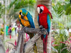 -西双版纳傣族园