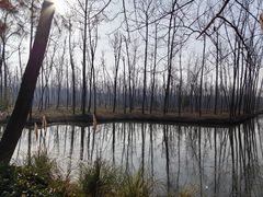 -合肥滨湖国家森林公园