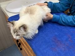 -佑安动物医院·全科·内窥镜中心(幸福巷店)