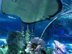 -芜湖新华联大白鲸海洋公园