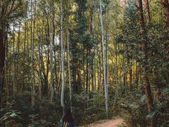 -青龙山国家森林公园