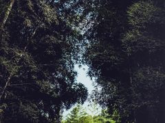 -杭州植物园