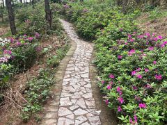 -铁山坪森林公园