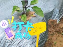 -前小桔亲子创意农场·草莓采摘·露营烧烤