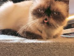 -more than meow吴止猫主题餐厅(承德 中船汇店)