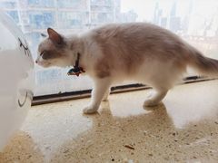 -猫咖时代(中山亭店)