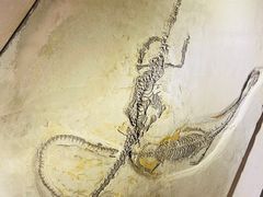 -辽宁古生物博物馆