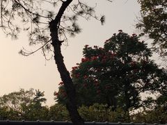 -深圳国际园林花卉博览园