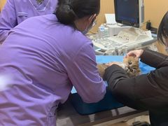 -康旭宠物医院(郑州总院)