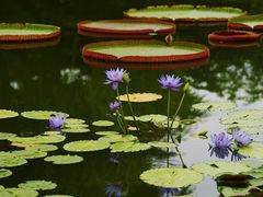 -国家植物园南园