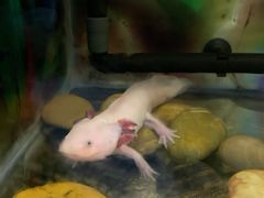 -上海大自然野生昆虫馆(东方明珠·爬宠昆虫探索中心)