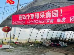 -喜杨洋草莓采摘园