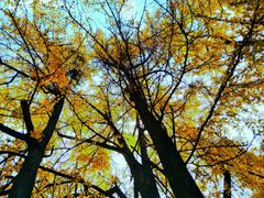 -四川大学(华西校区)