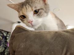 -平行世界·猫咖(首经贸店)