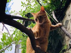 -喵屿·大理花园猫咖