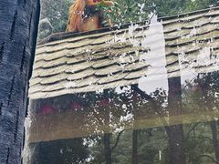 -贵州森林野生动物园