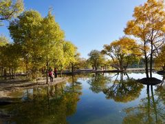 -金塔沙漠胡杨林景区