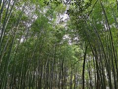 -西湖风景区十里琅珰-五云山