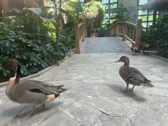 -南宫五洲植物乐园