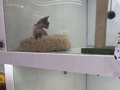 -1013 PET SHOP精品宠物商店(丁香店)