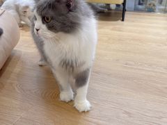 -1013 PET SHOP精品宠物商店(丁香店)