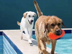 -趣玩宠物乐园寄养训犬训狗游泳池